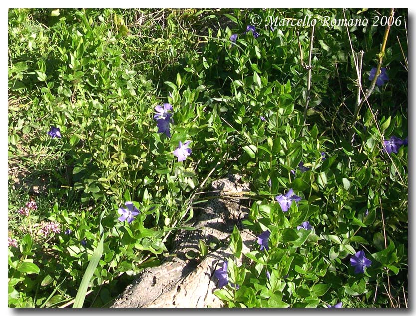 Vinca major & minor / Pervinca maggiore e minore